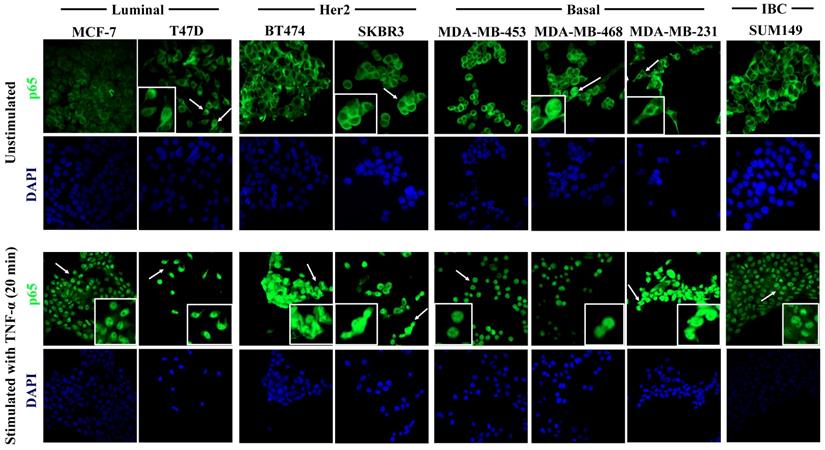 J Cancer Image