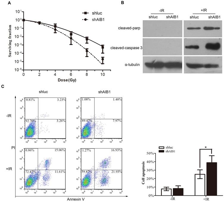 J Cancer Image