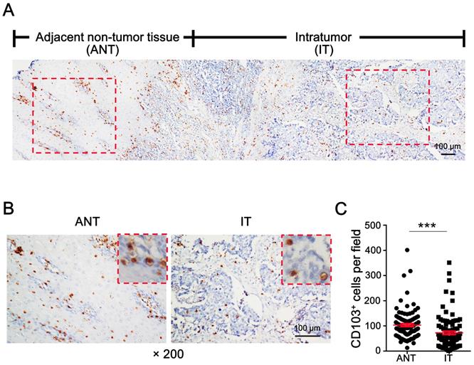 J Cancer Image