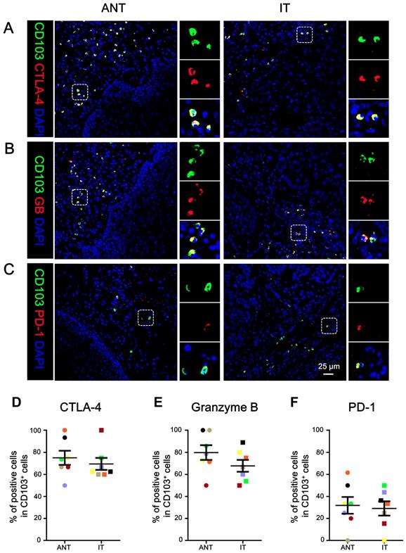 J Cancer Image