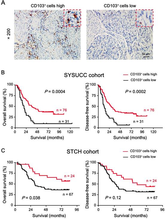 J Cancer Image