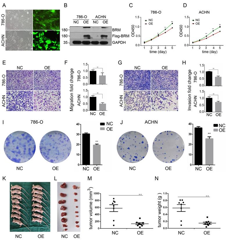 J Cancer Image