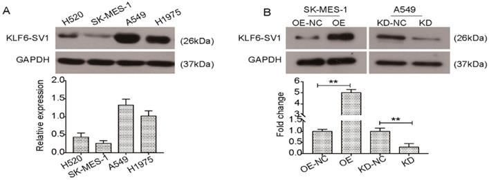 J Cancer Image