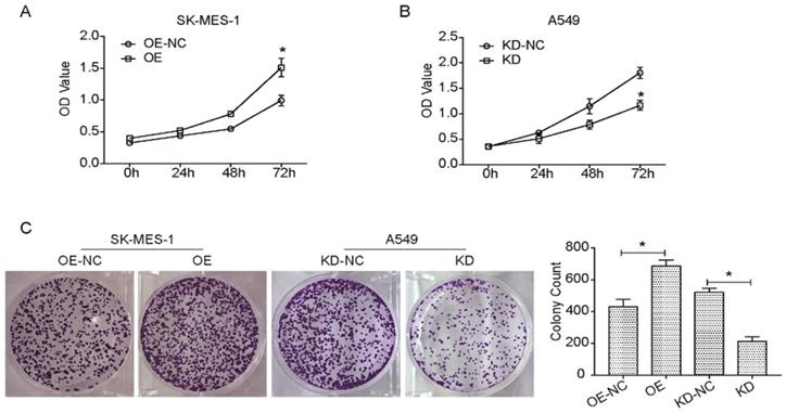 J Cancer Image