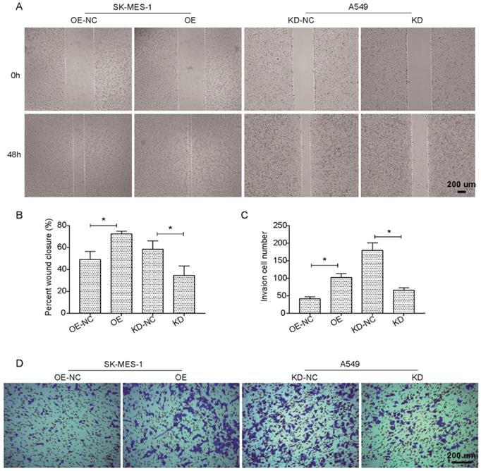 J Cancer Image