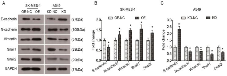 J Cancer Image