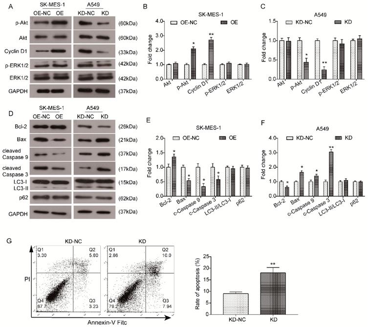 J Cancer Image