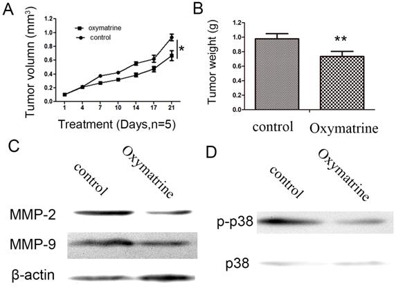 J Cancer Image