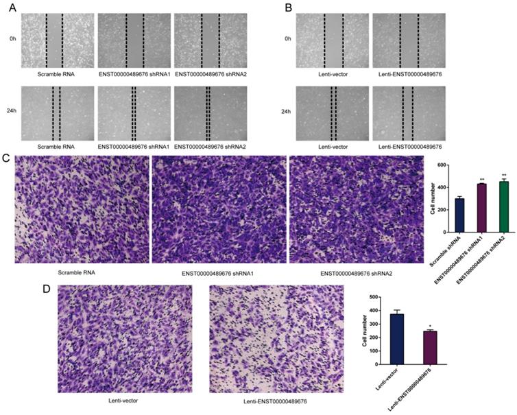 J Cancer Image