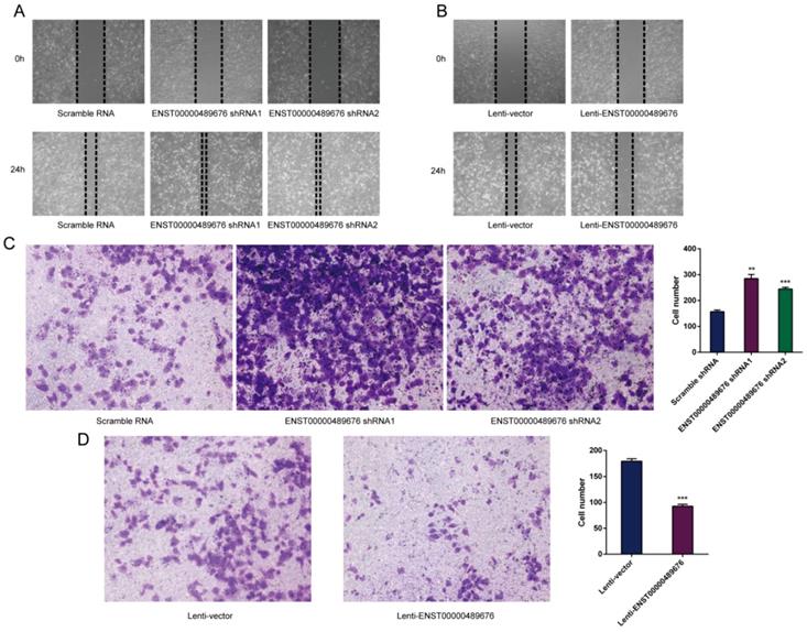 J Cancer Image