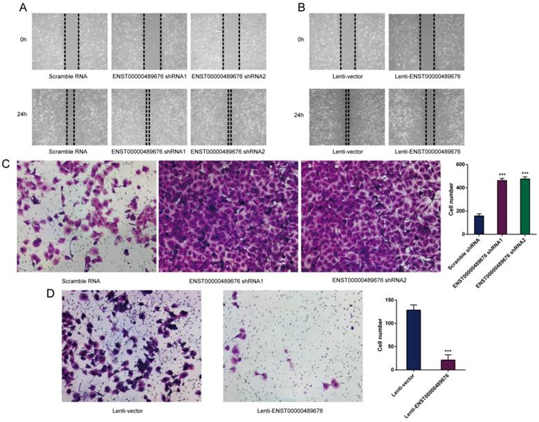 J Cancer Image