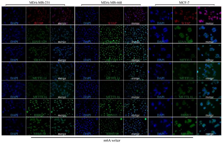 J Cancer Image