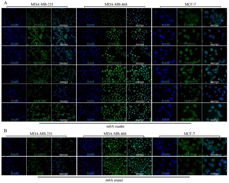 J Cancer Image