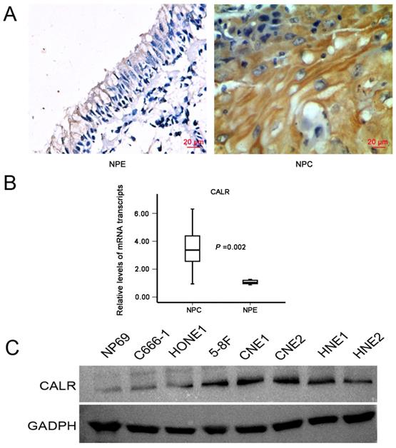 J Cancer Image