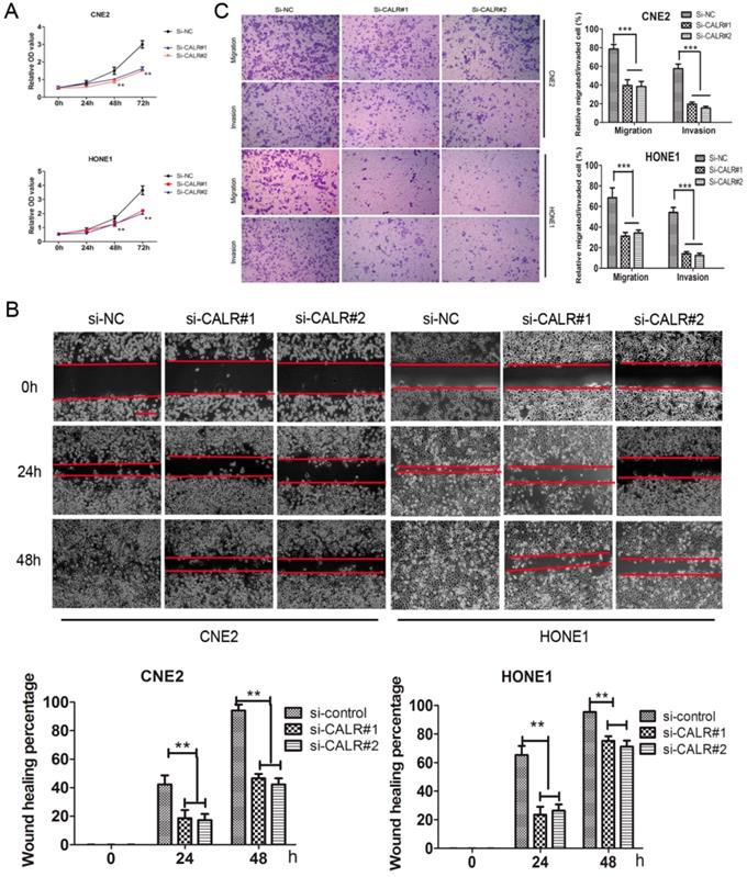 J Cancer Image