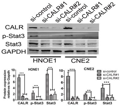 J Cancer Image