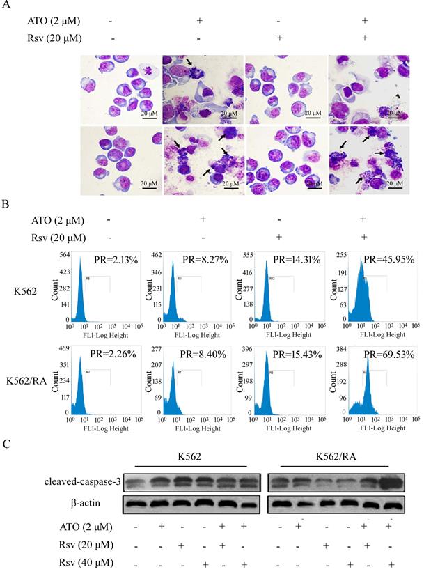 J Cancer Image