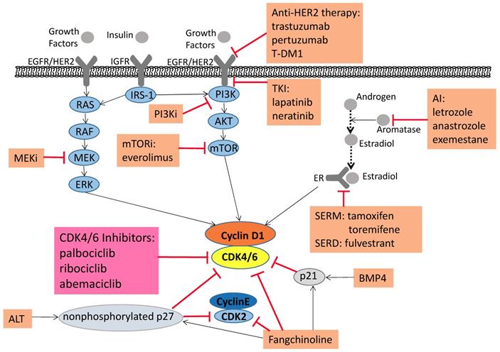 J Cancer Image