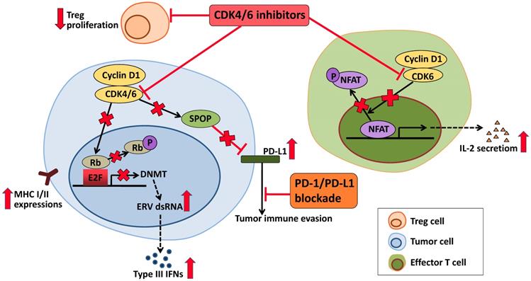 J Cancer Image