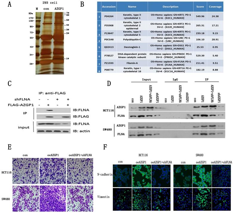 J Cancer Image