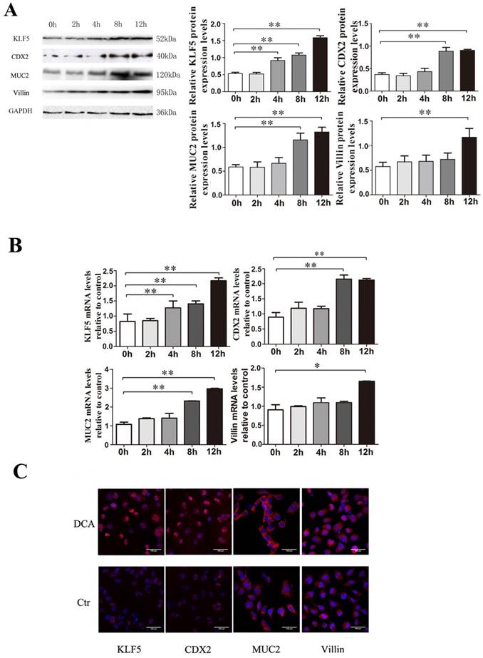 J Cancer Image