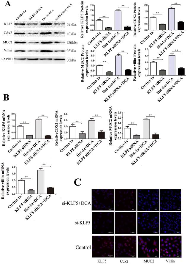 J Cancer Image