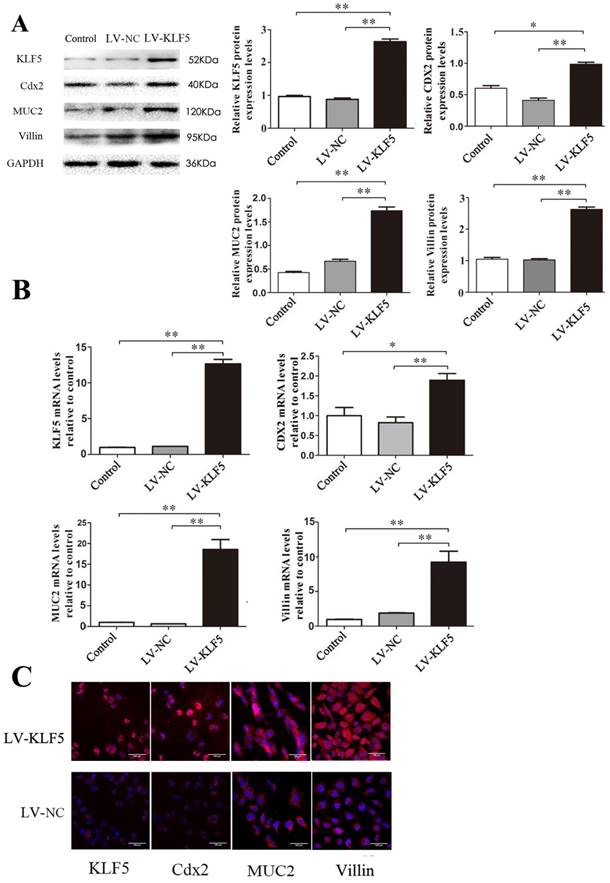 J Cancer Image