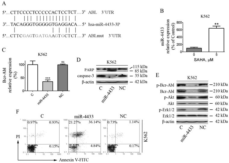 J Cancer Image