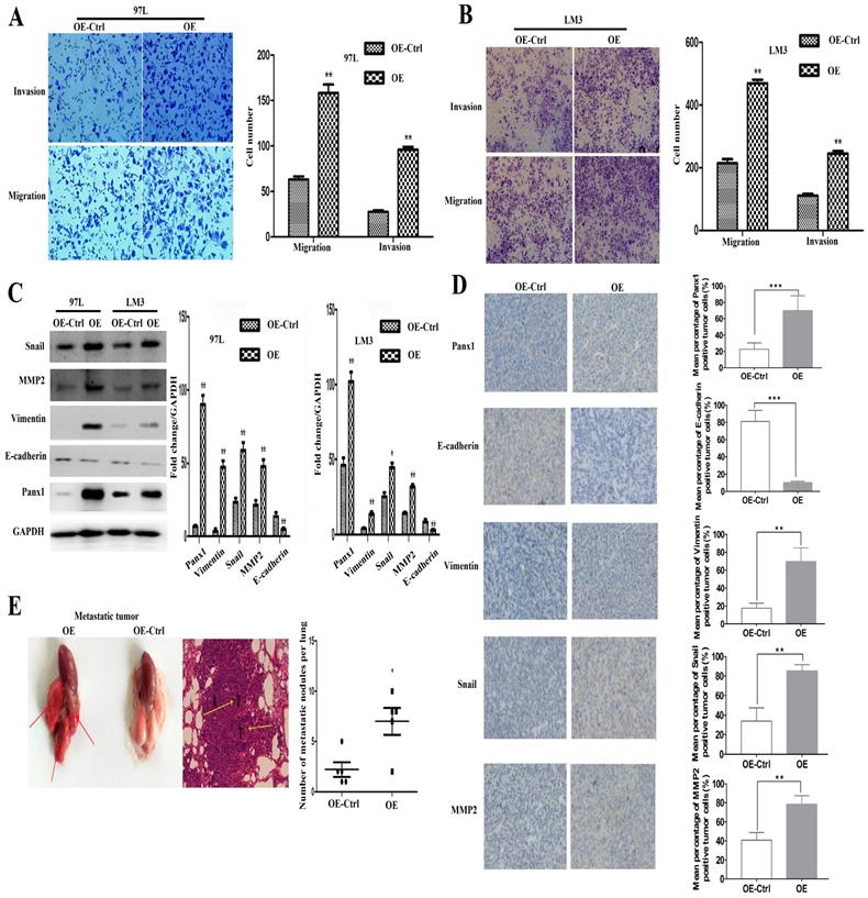 J Cancer Image