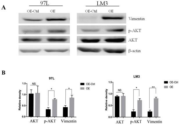 J Cancer Image