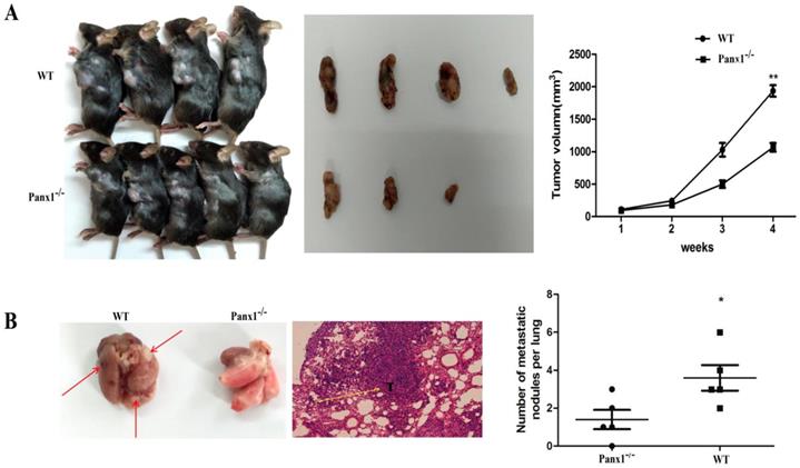 J Cancer Image