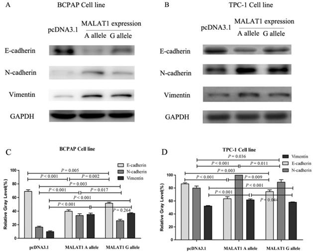 J Cancer Image