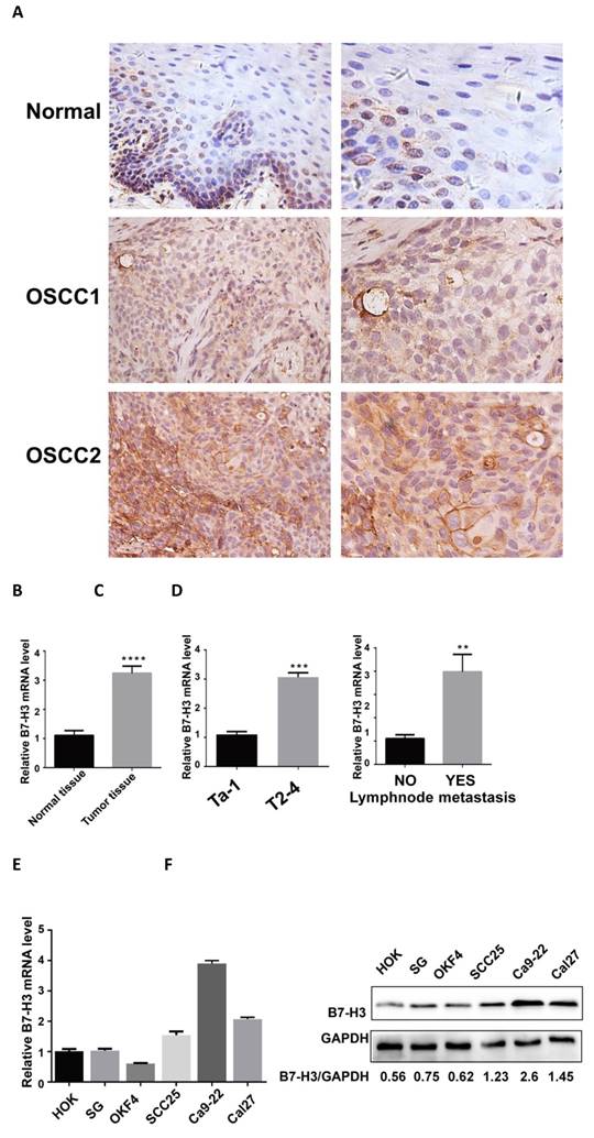 J Cancer Image