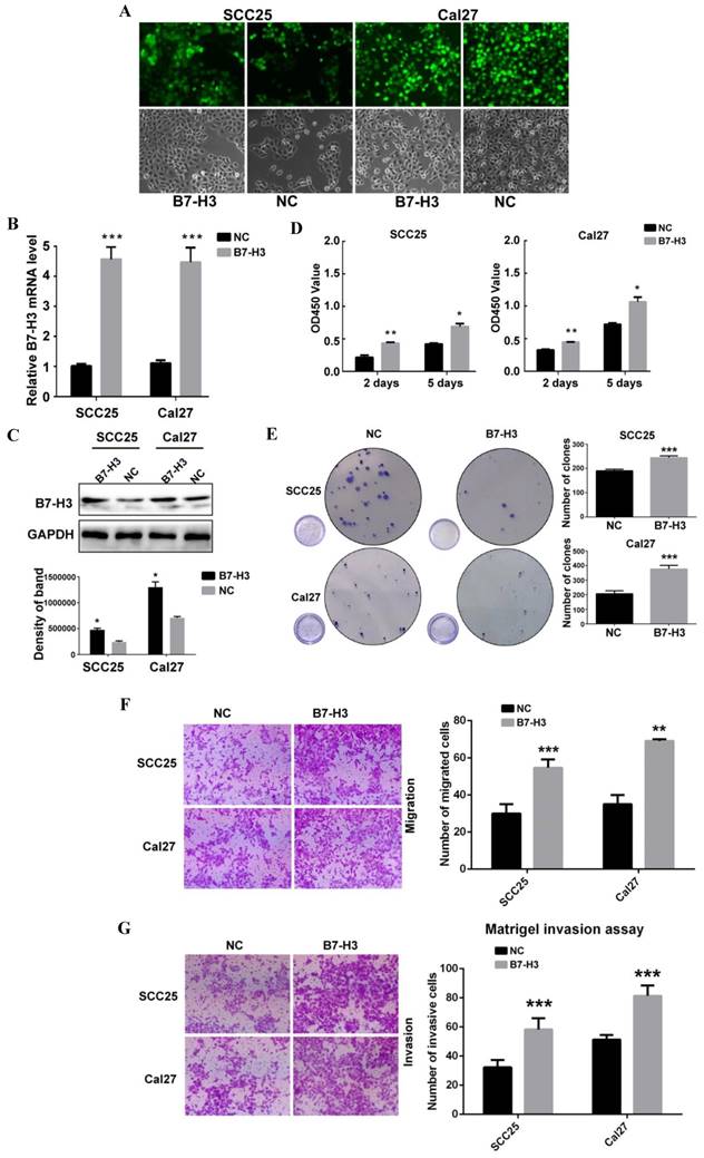 J Cancer Image