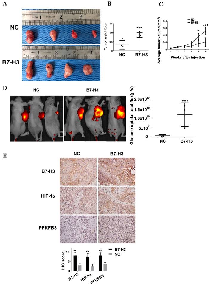 J Cancer Image