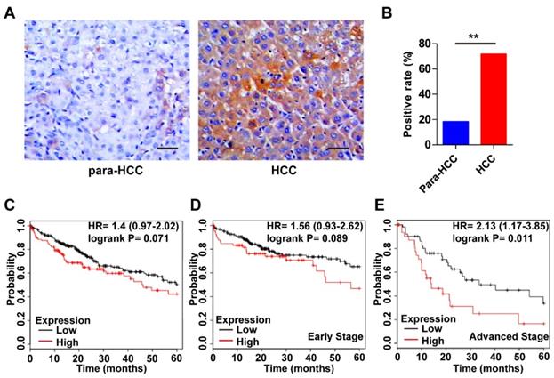 J Cancer Image