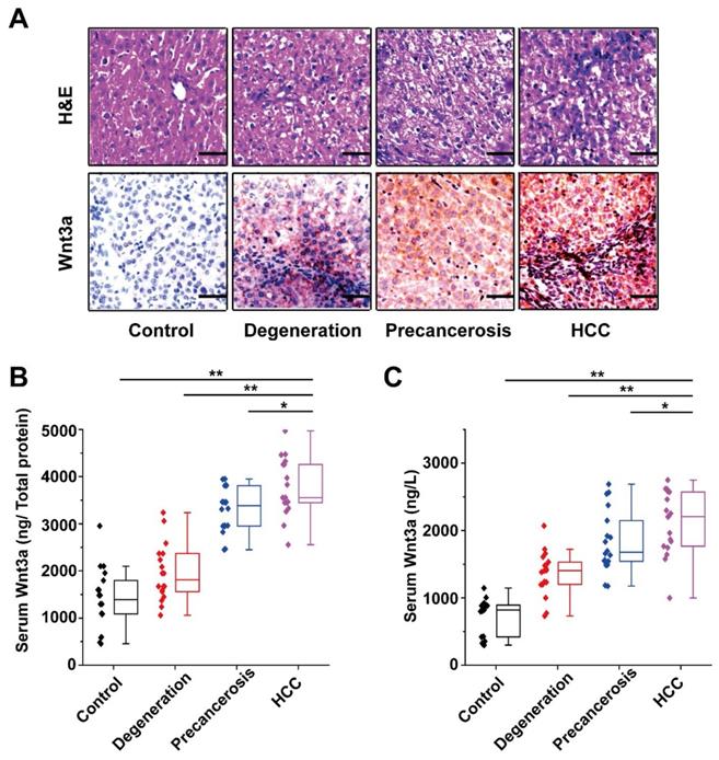 J Cancer Image