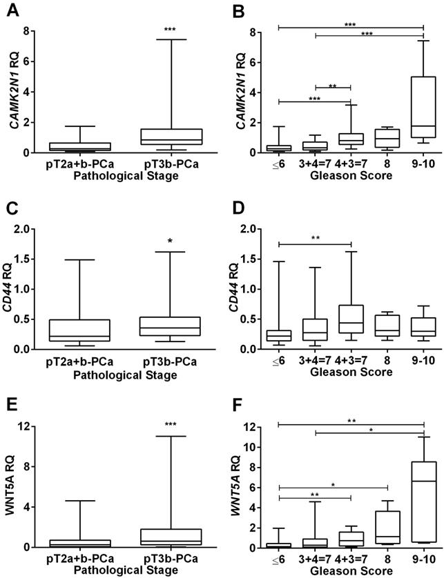 J Cancer Image