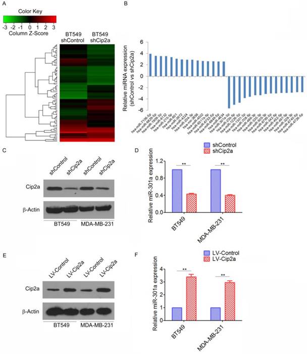 J Cancer Image