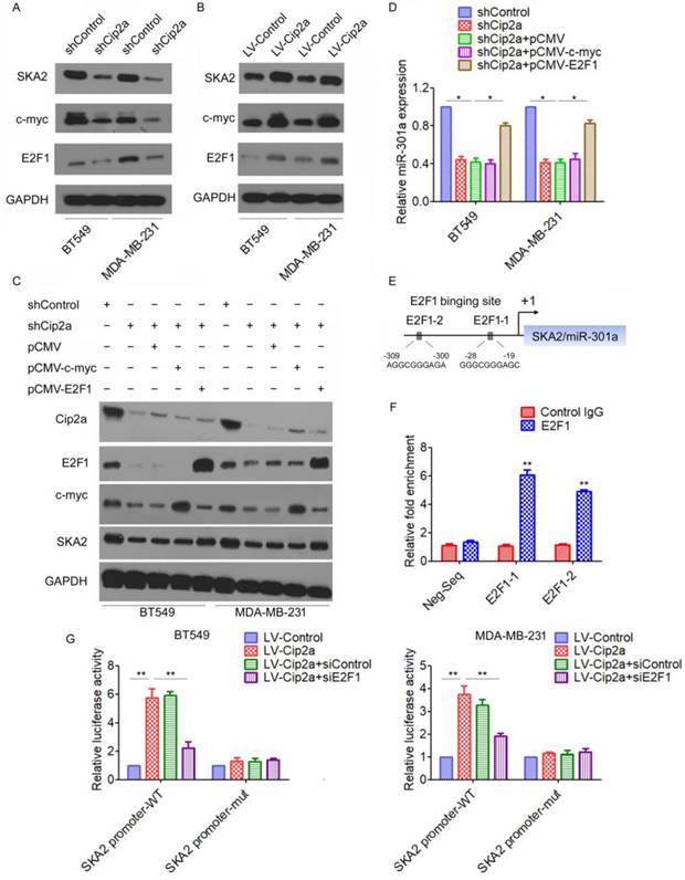 J Cancer Image