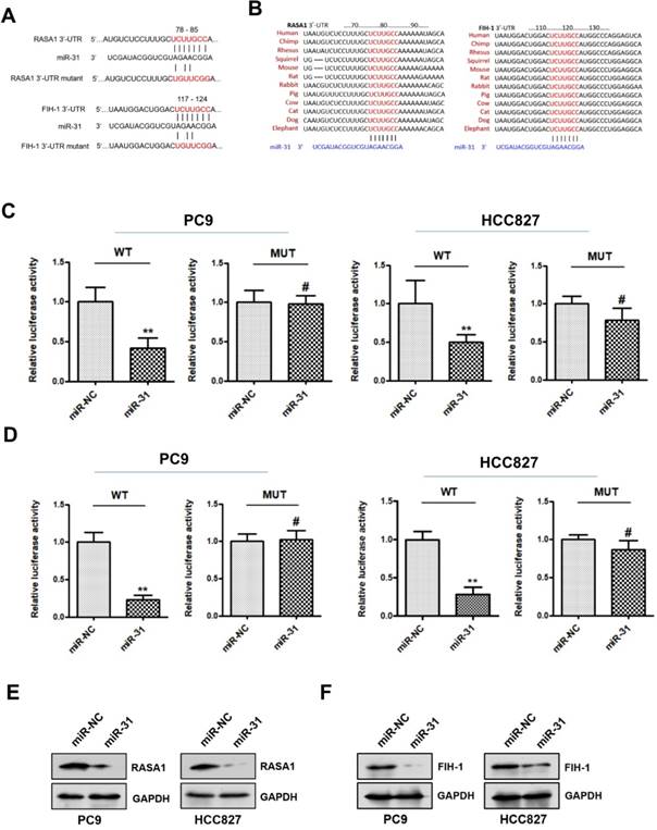 J Cancer Image