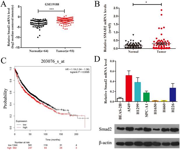 J Cancer Image