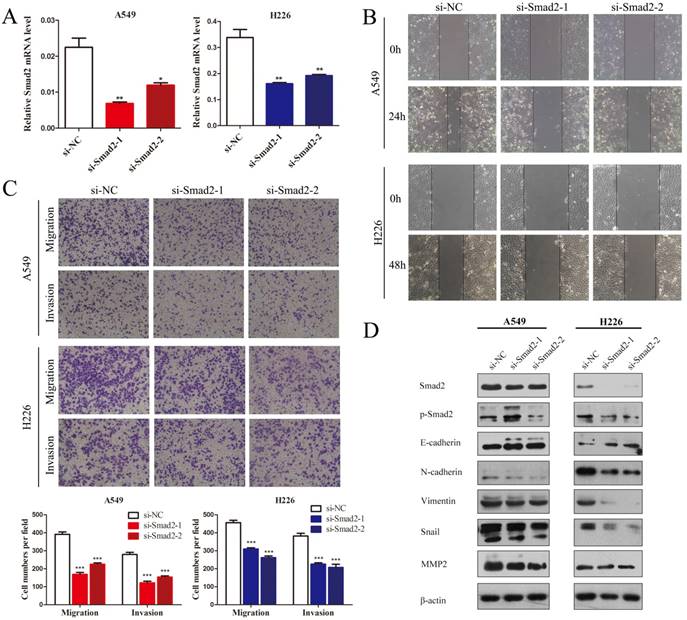 J Cancer Image