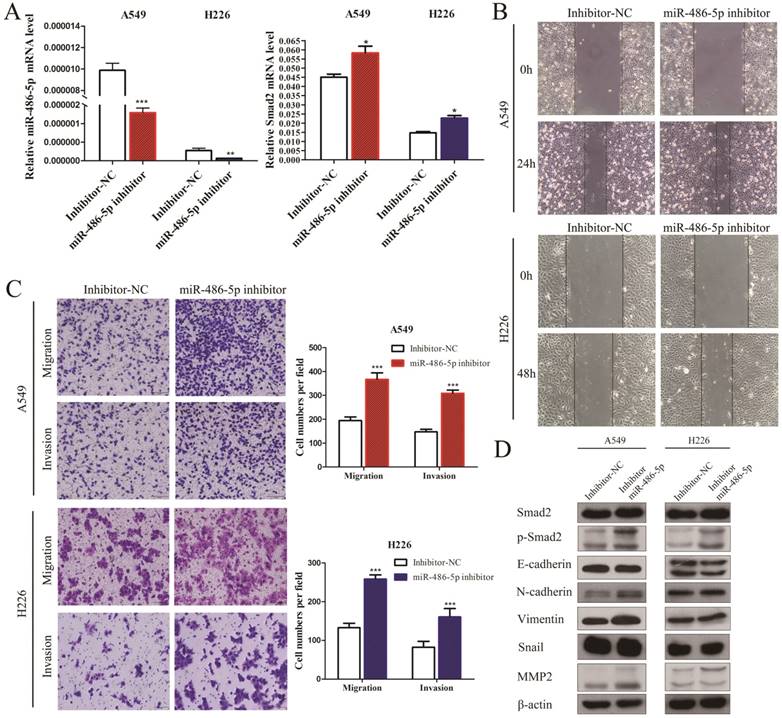 J Cancer Image