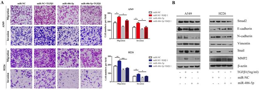 J Cancer Image