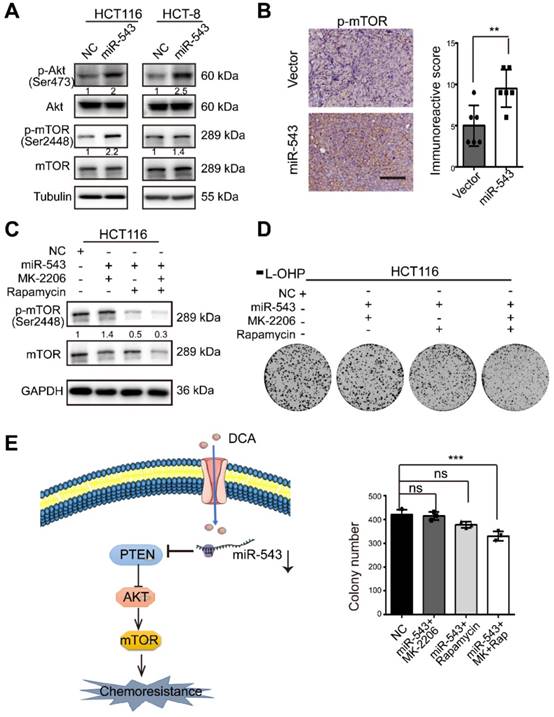 J Cancer Image