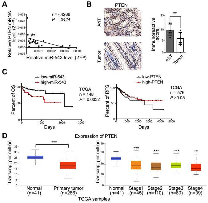 J Cancer Image