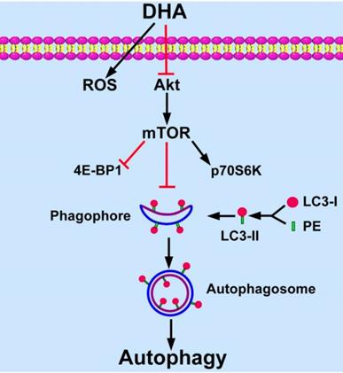 J Cancer Image