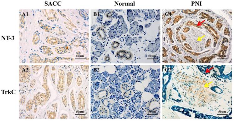 J Cancer Image