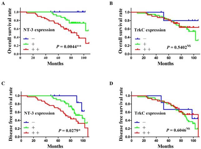 J Cancer Image